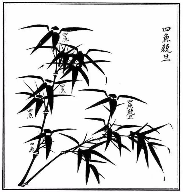 不带叶子的竹子怎么画,不会画画的竹子