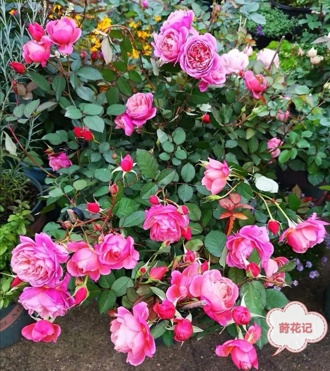 她是旧时光里走来的美人，貌似弱质纤纤却秉性坚韧——月季“葵”