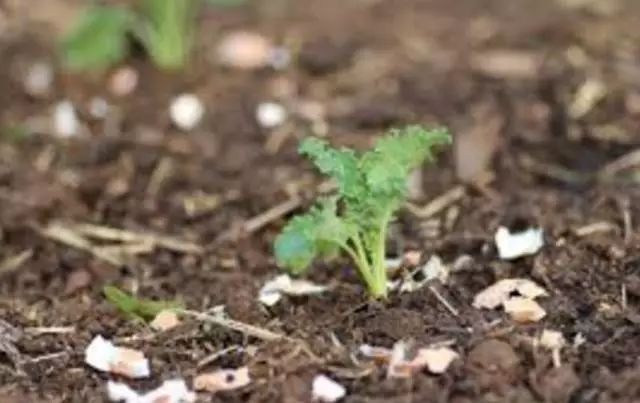 养的花老是被蜗牛吃掉怎么办,蜗牛总是吃花的叶子怎么防