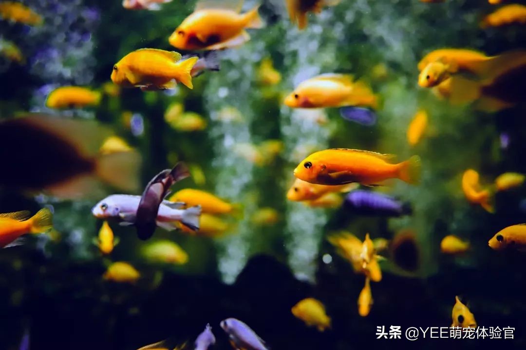 养的热带鱼突然停电了怎么办,冬天停电观赏鱼怎么处理