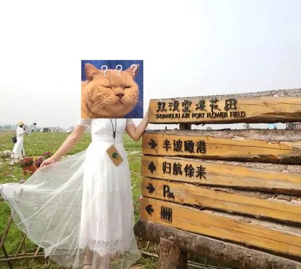 在空港花田里怎么拍照好看,每张都是屏保