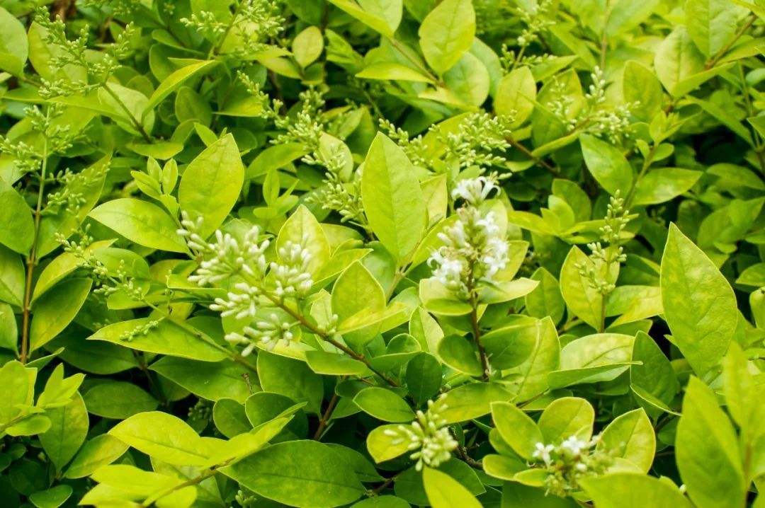 20种常见花草黑名单,40种常见花草