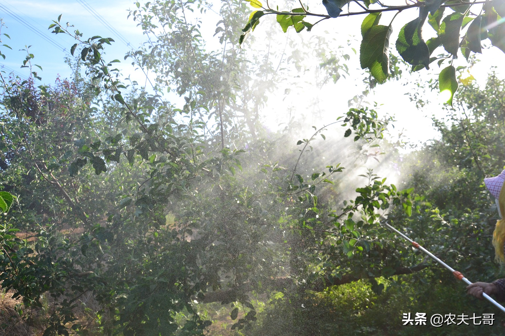 苹果为啥星点大？原因在这里，3项措施让苹果星点变小表光好