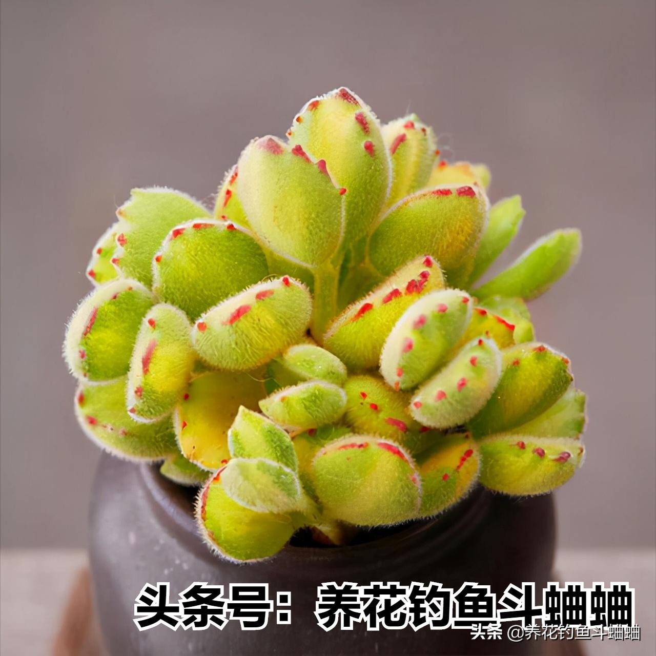 养熊童子用什么土好,熊童子多肉怎么养叶层变多