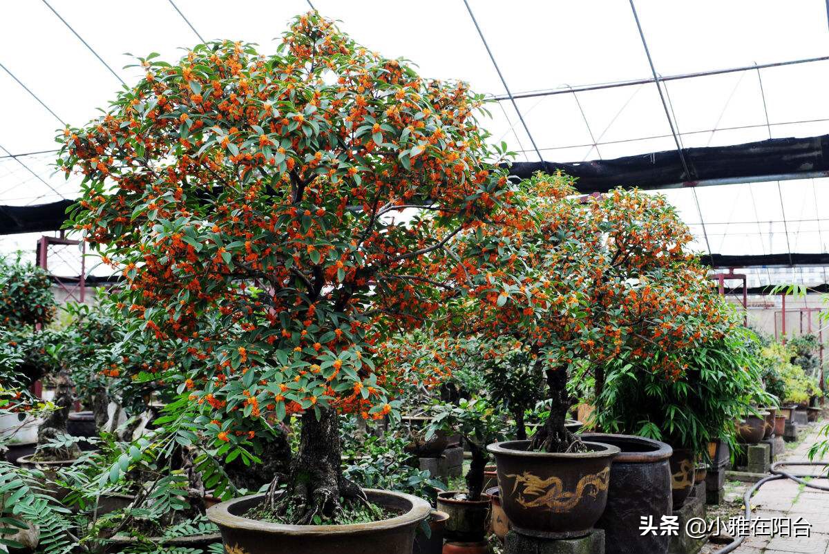 桂花盆栽如何施肥,盆栽桂花什么时候施肥