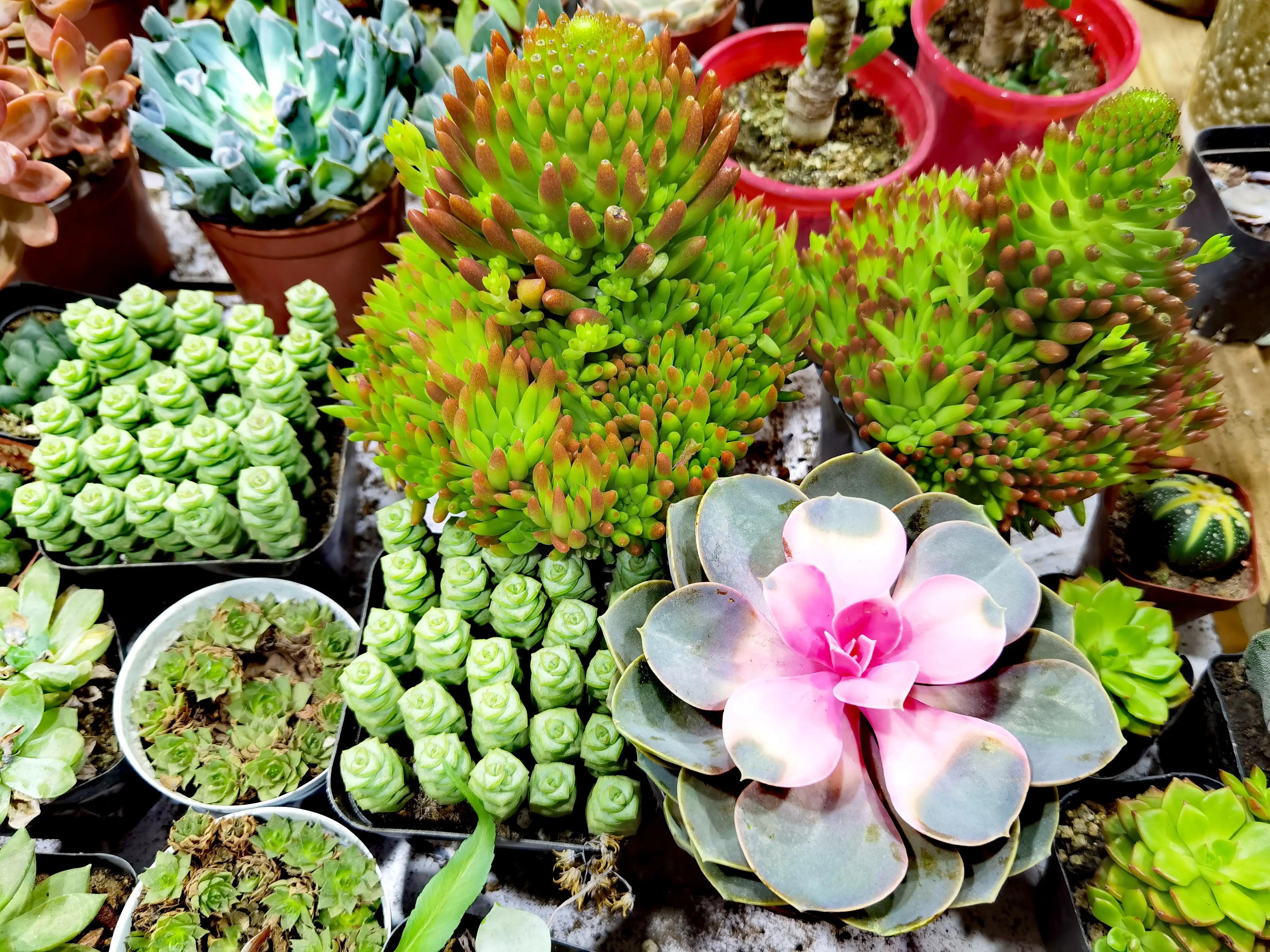 沈阳花卉市场搬哪去了,沈阳花卉市场批发各种绿植