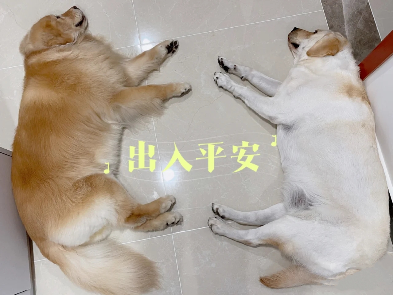 不喜欢金毛,不喜欢金毛舔怎么办