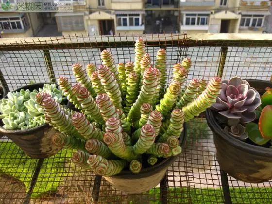 最值得买的多肉品种,包邮最漂亮多肉