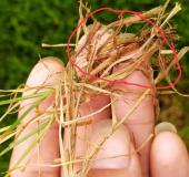 波尔多液治草坪腐霉病吗,草坪腐霉枯萎病用什么药