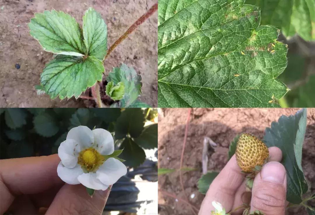 草莓虫害高清图,草莓虫害图谱及药剂选择