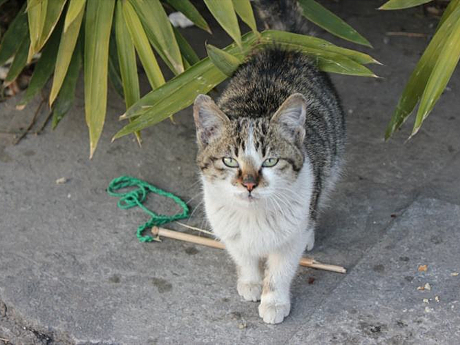 猫咪有这些特征说明它已经认主了,猫咪什么时候开始认主