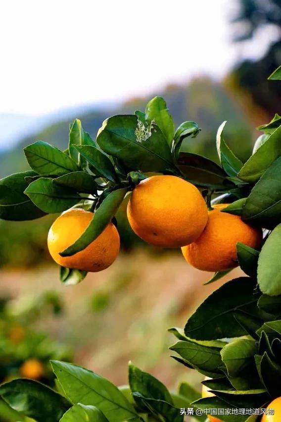 陕西水果第一大省有什么水果,陕西盛产水果吗