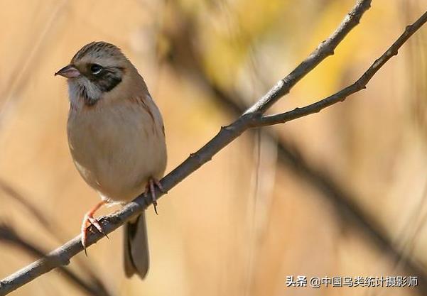 红颈苇鹀,鹀科鸟类有哪几种