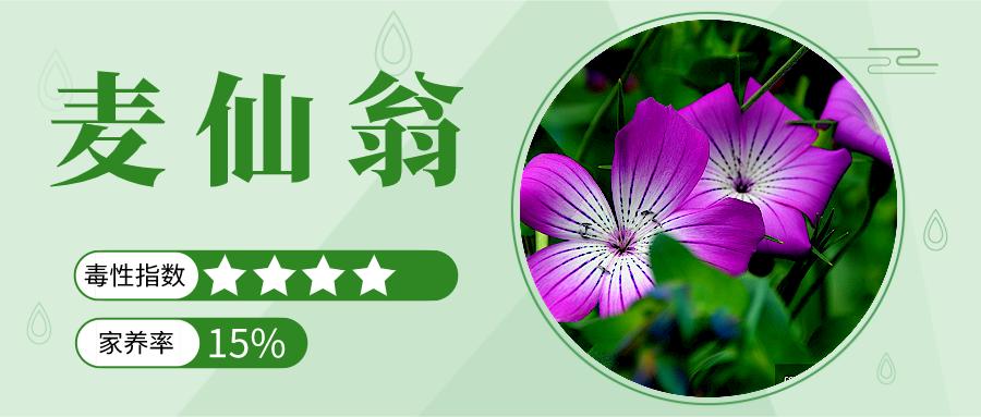 家里能养的名贵花卉排行榜,有毒性的花卉需合理养