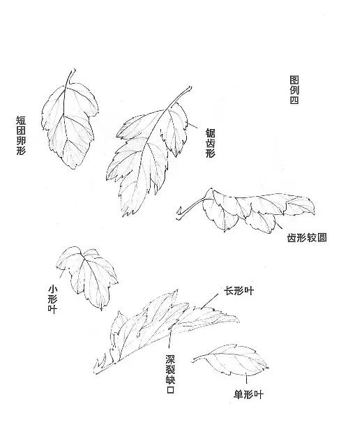 菊花国画入门简单教程,国画菊花画法技法教程