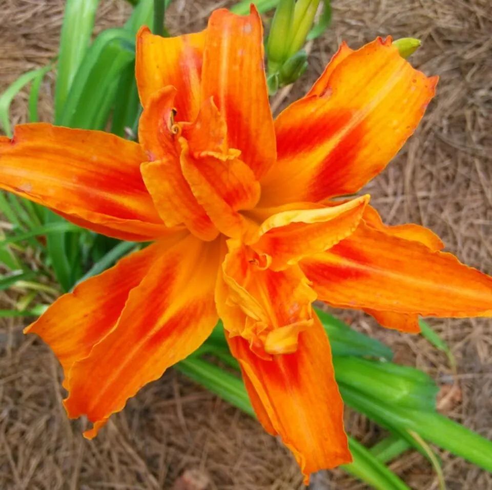 中国的母亲花是哪种,中国的母亲花是什么