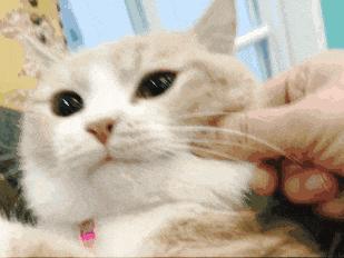 怎样喂养猫咪注意事项有哪些,怎样疼爱猫咪