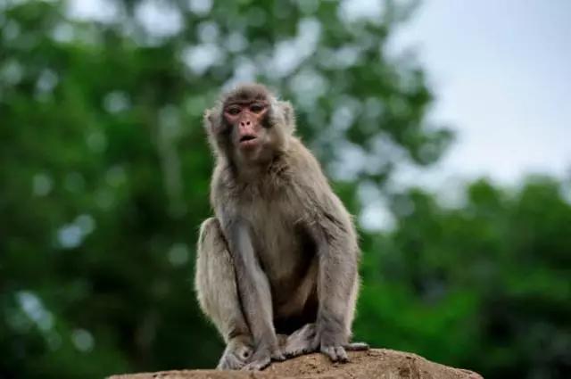 海南代表性动物,海南特有的珍稀动物