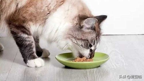 猫癣反反复复老不好？铲屎官别崩溃，简单3招可教你永久搞定猫癣