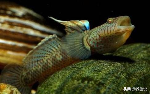 虾虎鱼怎么养能养活,虾虎鱼多养还是少养好