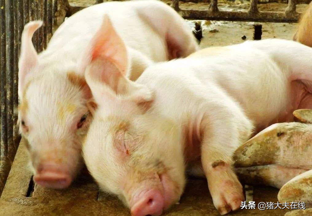 猪体温下降的最佳治疗方法,猪体温低怎么治疗最快