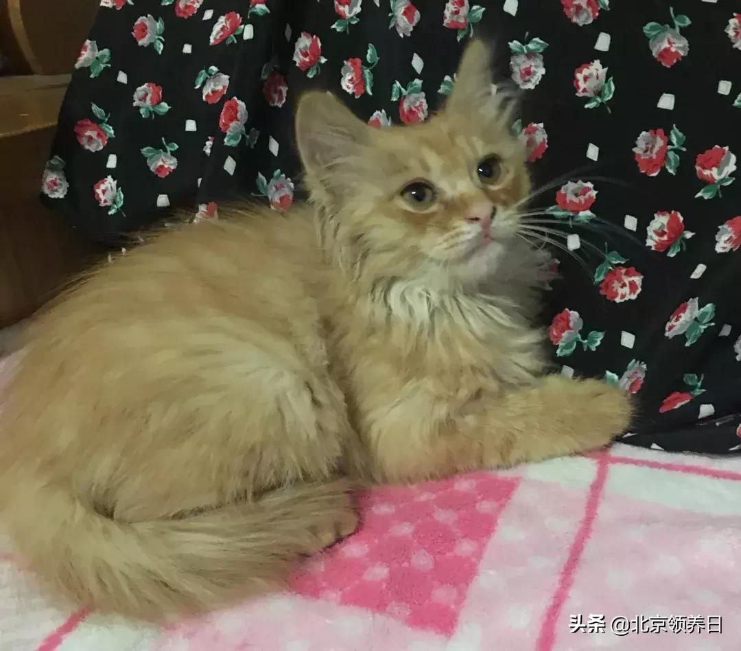 喵星人第二季,喵星人第2季免费观看