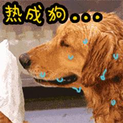 炎热夏天笑话大全,高温酷暑天气的笑话