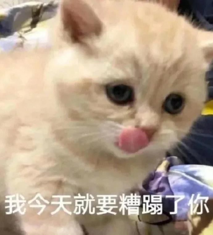 猫在啪啪啪的时候，也有快感吗？