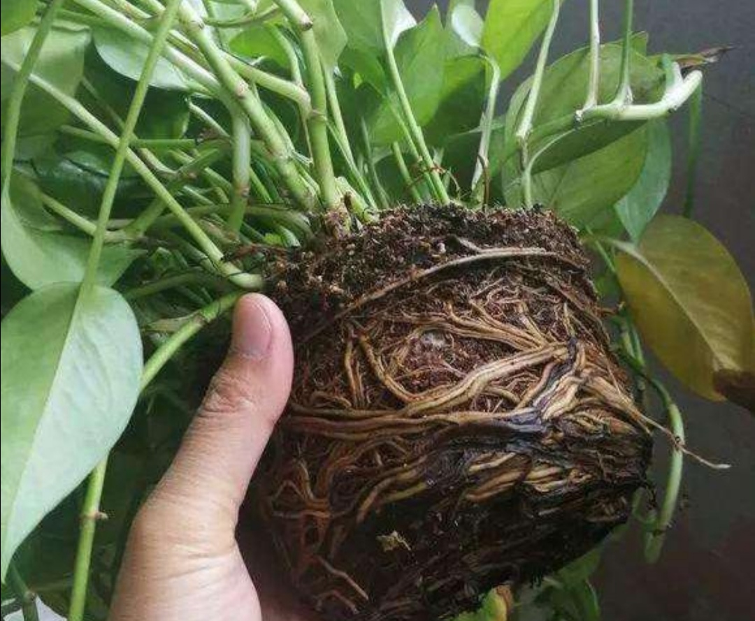 绿萝不长藤怎么办,绿萝不长叶的枝怎么处理