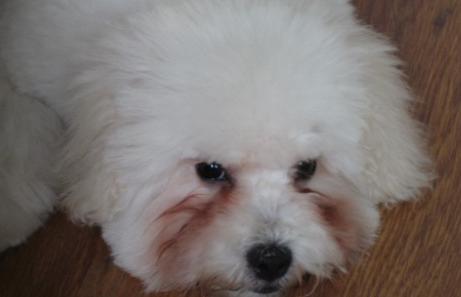 狗狗泪痕怎么也除不掉,狗狗泪痕怎么去也去不掉了怎么办