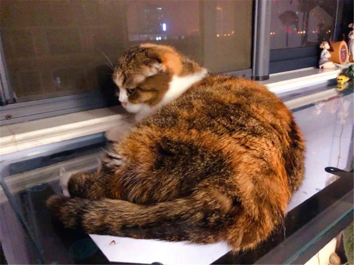 猫咪喝酒对身体有什么危害,猫咪吃太多肝脏会怎么样