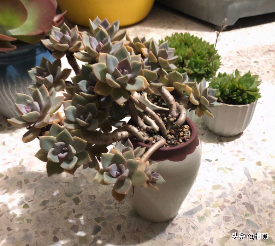 初恋老桩，曾经15元没人要，经过肉友造型后，一年后完美逆袭