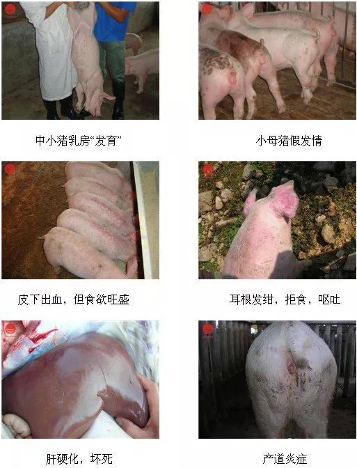 真菌毒素检测仪检测黄曲霉毒素,黄曲霉毒素用elisa检测