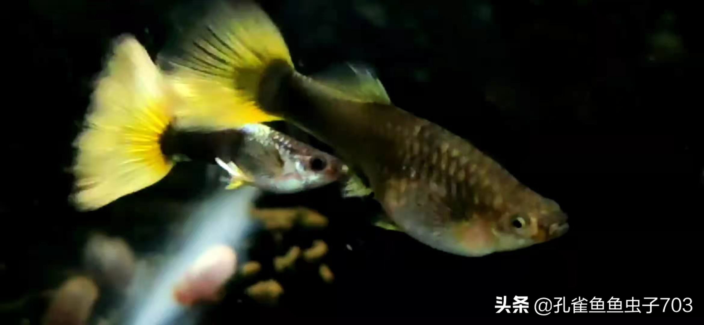 孔雀母鱼多久生一次,孔雀母鱼生一半不生了