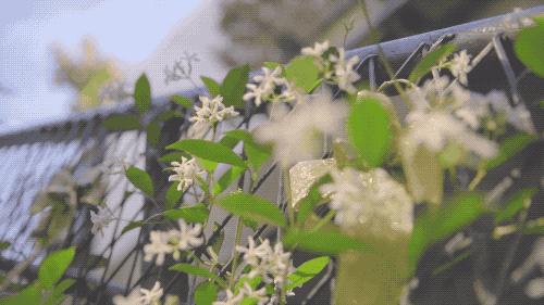 花王史上最强洗衣液 (日本花王高端洗衣液)