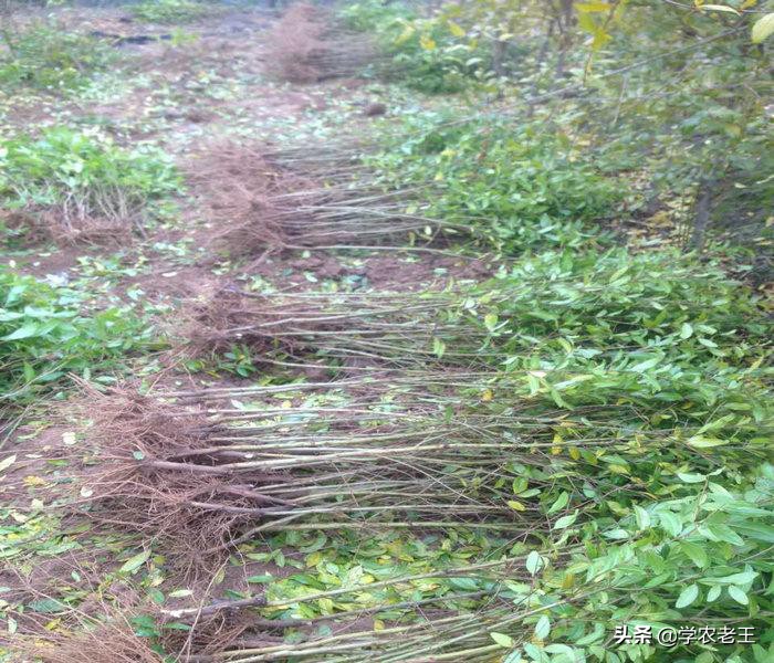 种植石榴的技术和管理,怎样种石榴树成活率高