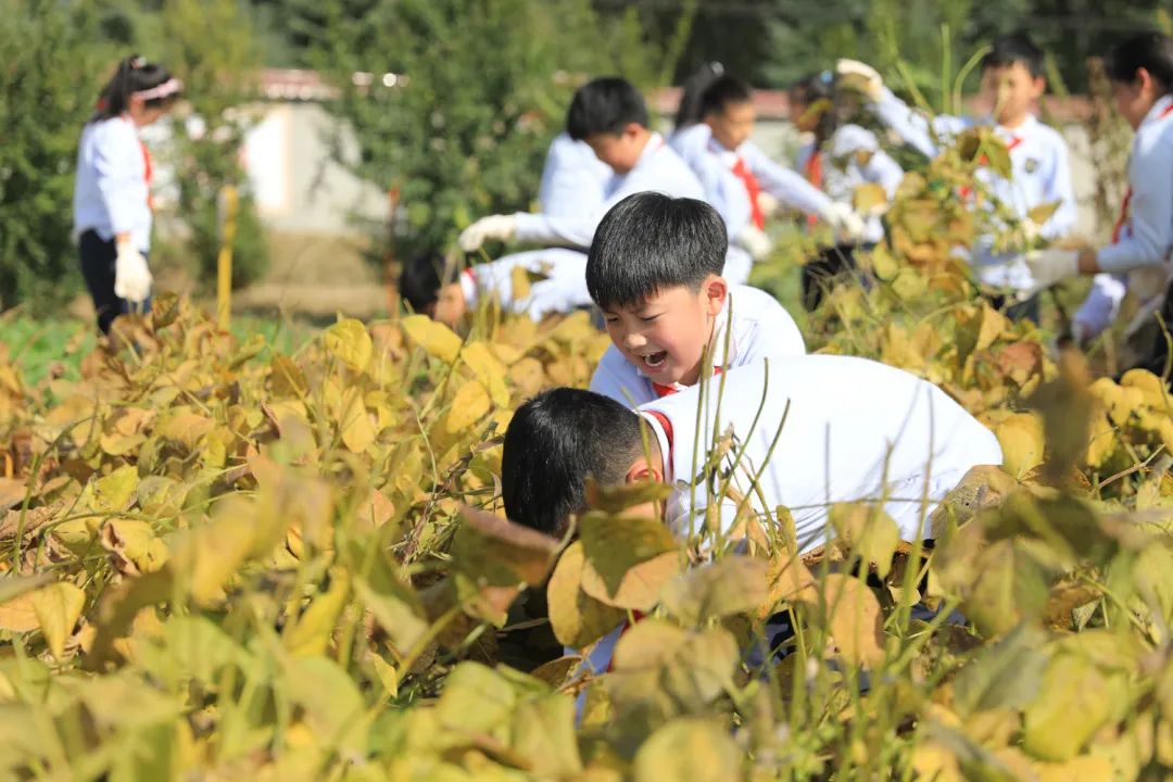 课后服务针对义务教育阶段吗,课后服务对教育教学的改变