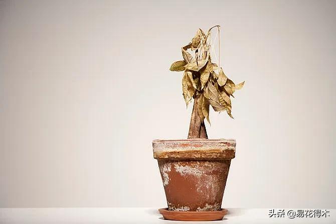 盆栽枯萎什么原因,家里的盆栽总是蔫
