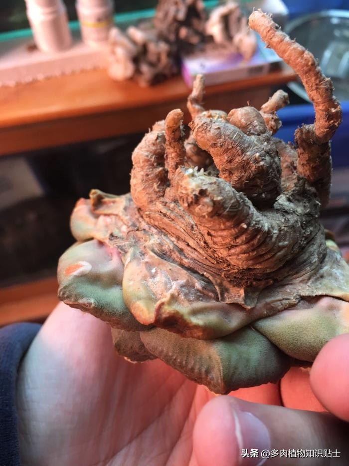 仙人掌什么情况下修根,怎么给仙人掌修形