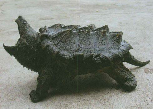 龟类分类大全图片,龟类的种类及图片大全