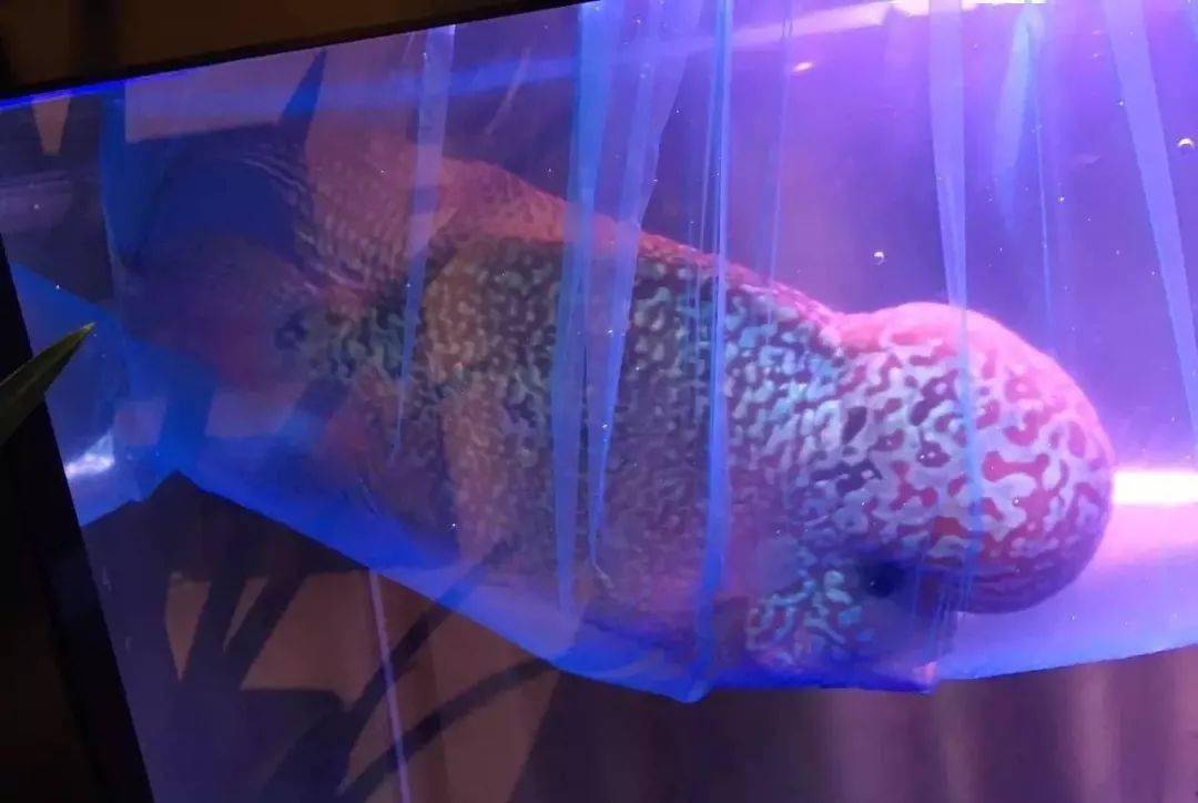 鱼缸搬家攻略视频,鱼缸搬家