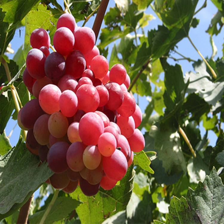 热死了，如何解决果树高温危害？这些措施少不了！