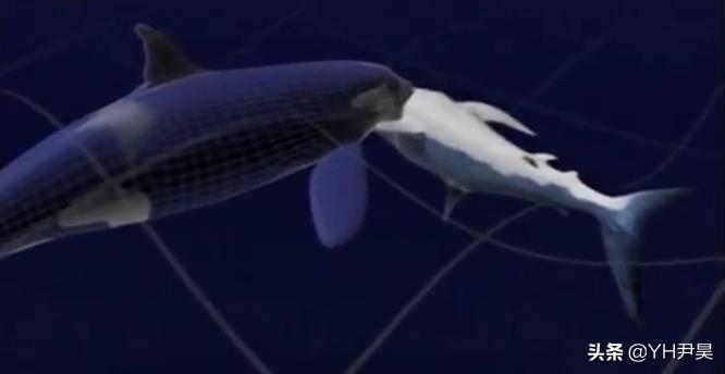 发生在美国的罕见事件，大白鲨遭遇神秘生物捕杀，真相颠覆认知