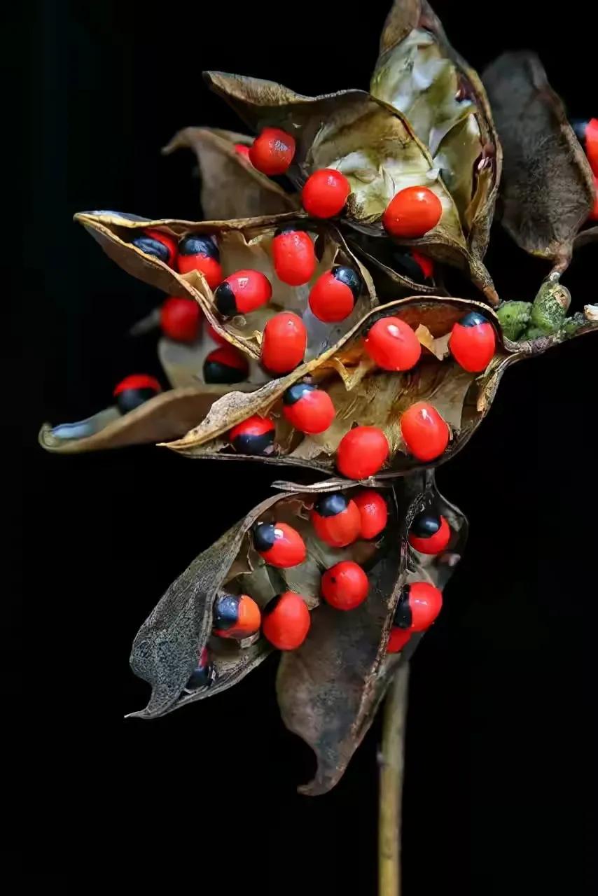 世界十大珍贵的植物图片,世界上罕见的名贵植物图片