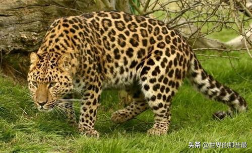 野生豹子战斗力,最厉害的野生豹子