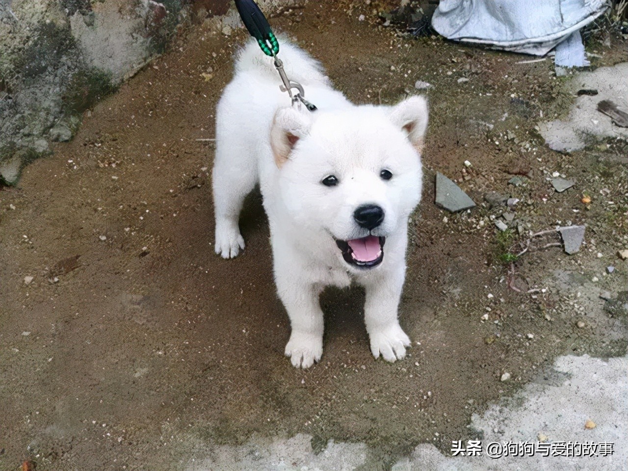 发财了!花了三十五买回的白色土狗,朋友见后说值两千