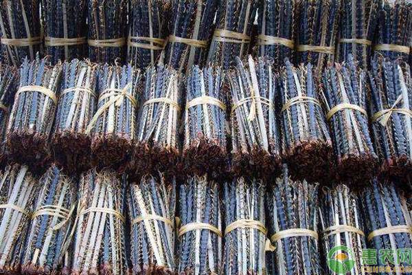 黑头蜈蚣与红头蜈蚣的药用价值,黄蜈蚣与黑蜈蚣哪种药用价值更高