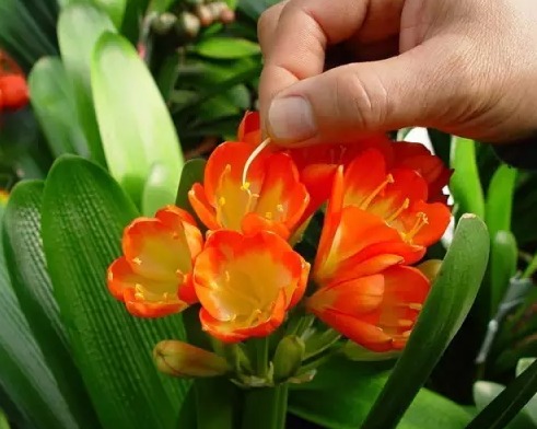 君子兰从配土到开花的五种步骤,君子兰怎么样繁殖出小的君子兰