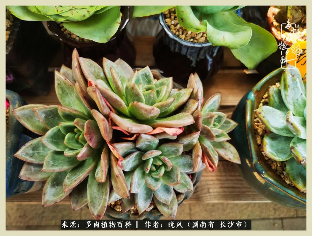 摇身一变成了奶爸,摇身一变成为打工人