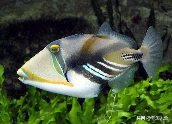 十大观赏鱼漂亮,最有价值的观赏鱼品种有哪些